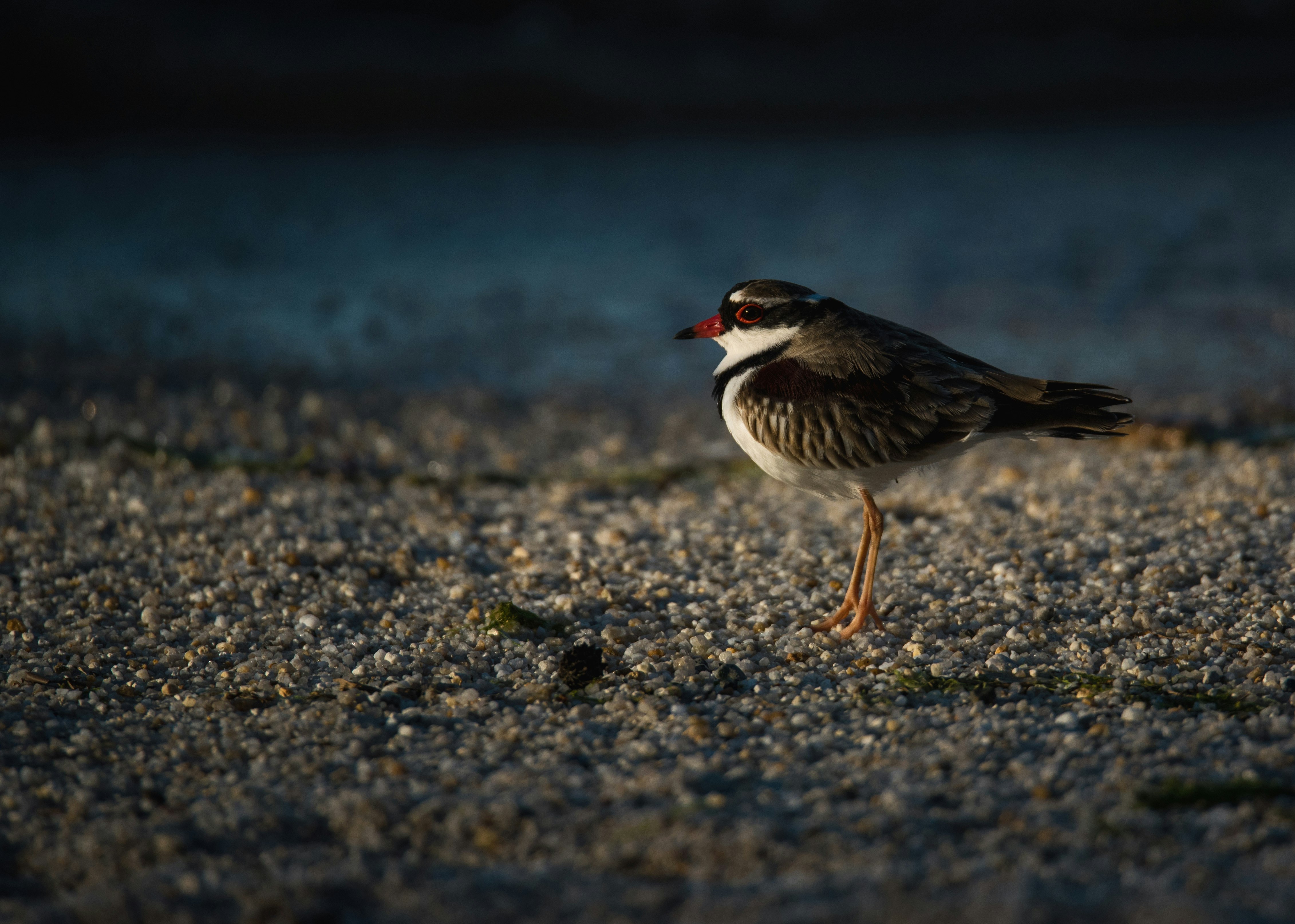 depth of field photo of gray and white bird